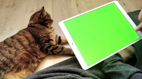 Green screen and chroma key of tablet. Man sits next to cat and holds mobile PC. Stock Footage 152340446