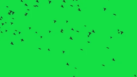 Green Screen Of Animated Flying Black Birds Flock Stock-Footage 303450061