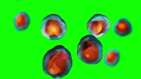 Green screen animation of bacteria cell division under microscope Stock Footage 301373084