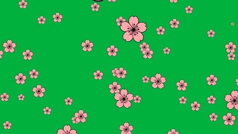 Green screen animation of falling cherry blossoms Stock Footage 327687882