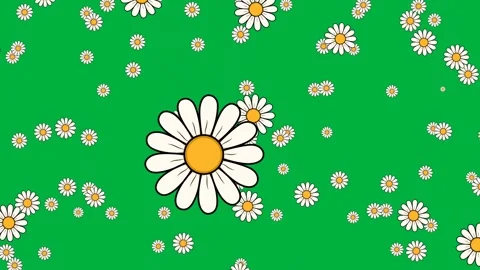 Green screen animation of falling daisy flowers Stock Footage 327687876