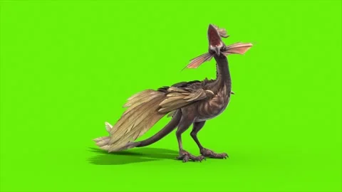 Green Screen Archaeopteryx Roar Loop Side Dinoasaurs 3D Rendering Animation Stock Footage 342842166