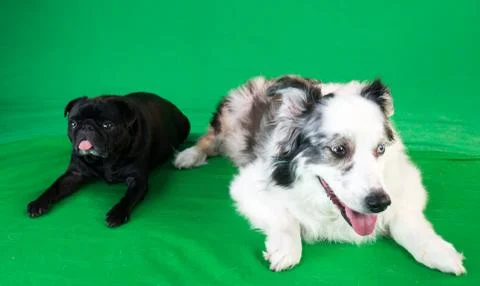 	Green screen Australian shepherd and pug dog Stock Photos