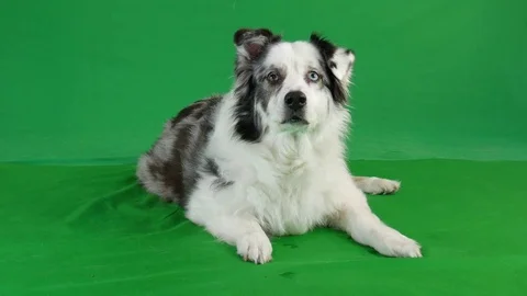 Green screen Australian shepherd dog Stock Footage 76453315