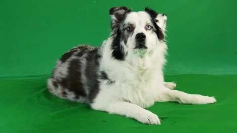 Green screen - Australian Shepherd Dog Stock Footage 76902330