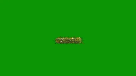 Green screen background anfrog bug small insect ' s back animated chromakey Stock Footage 314067156