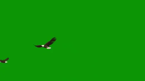 Green screen background bird flying the sky an eagle two birds air animated Stock Footage 314066743