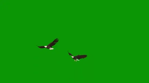 Green screen background bird flying the air two birds sky couple animated Stockbeeldmateriaal 314066745