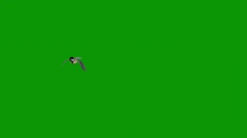 Green screen background bird flying the air sky spider animated chromakey Stock Footage 314066884
