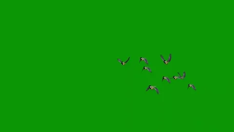 Green screen background black cat three birds flying the air group across Video stock 314066892