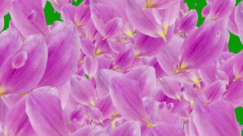 Green screen background bunch petals floating pink flowers animated chromakey Stock Footage 314067534