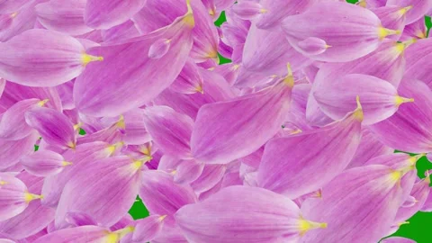Green screen background bunch pink flowers floating the air animated chromakey Video stock 314067533