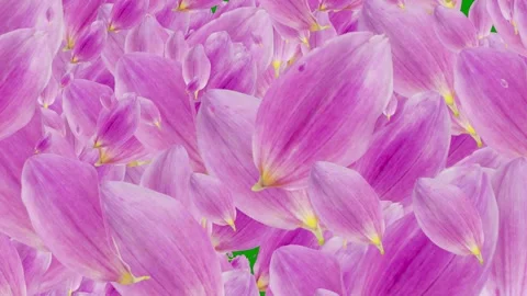 Green screen background bunch pink flowers yellow centers lot petals animated Video stock 314067535