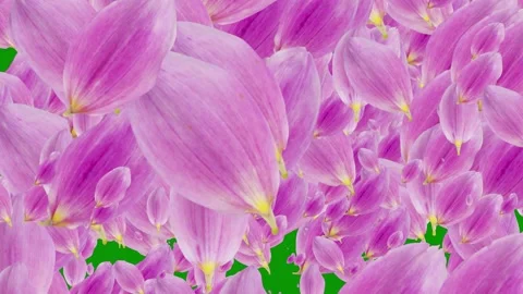 Green screen background bunch pink flowers floating animated chromakey Video stock 314067539