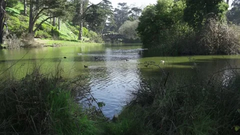 Green Screen Background - Golden Gate Park Pond with Stone Bridge Video stock 169763618