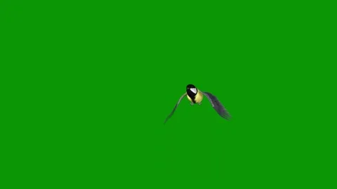 Green screen background man suit tie standing bird flying the air through Stock Footage 314066885