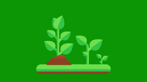 Green screen background small plant top leaves growing out pot animated Video stock 314067022