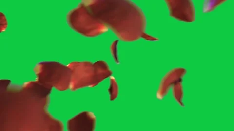 Green screen background with swirling red petals ideal for romantic. Stock Footage 306771632