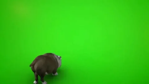 Green screen Bad dog Full HD Stock Footage 205082813
