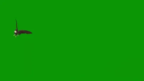 Green screen bird flying in air sky eagle through animated chromakey emotion Vídeos de archivo 314068322