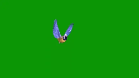Green screen bird flying in air spider animated chromakey elements creative Stock Footage 314068357