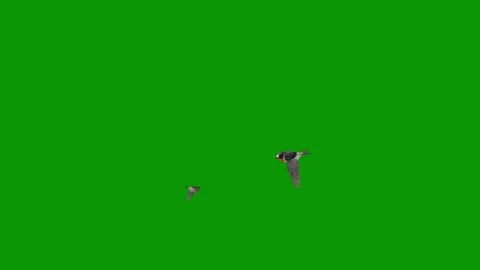 Green screen bird flying in air two birds sky over animated chromakey 库存影片 314068553