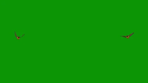 Green screen bird flying the sky two birds bugs air animated chromakey Stock Footage 314067532