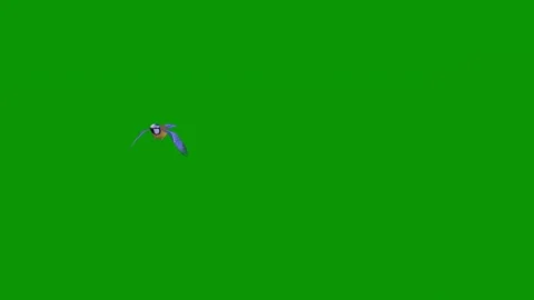 Green screen bird flying in sky over spider air animated chromakey movement Stock Footage 314068359