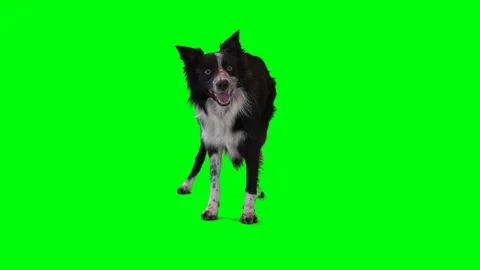 Green Screen Border Collie Dog Stock Footage 85817259