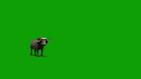 Green screen buffalo Video stock 273490521