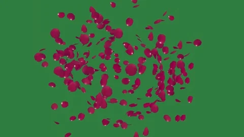Green screen bunch of red hearts falling down on lot petals floating layers 스톡 동영상 335147074