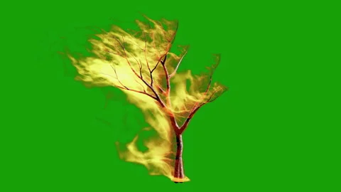Green Screen Burning Tree Stock Footage 146530307