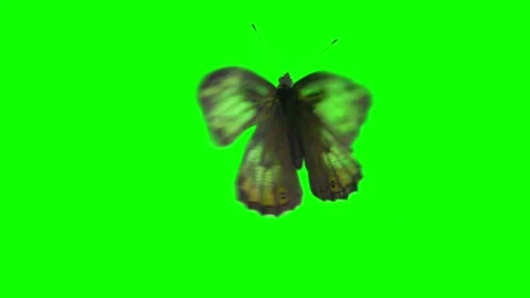 Green screen. Butterfly flaps its wings. Chrome key. Filmmaking. Cinematography Stock Footage 312144487