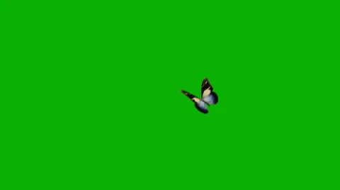 Green screen butterfly Stock Footage 42873335