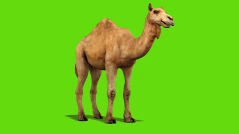 Green Screen Camel Stock Footage 252743150
