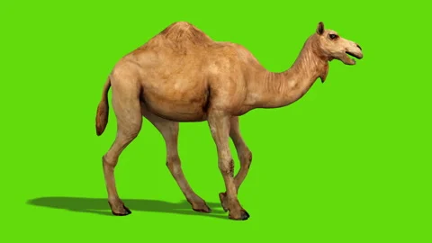 Green Screen Camel Pack Stock Footage 252710031