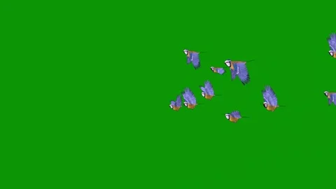 Green screen cartoon character flock birds flying two in air animated Stock Footage 314068361