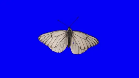 Green screen. Chroma key. A butterfly with white wings with black lines flaps Stock Footage 243662224
