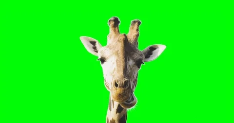 Green screen close up shot of a giraffe looking to the camera while eating. Stock Footage 90970963