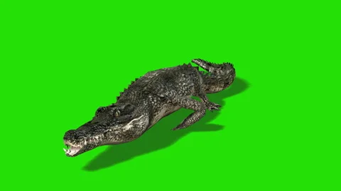 Green screen crocodile roll and eat Stock Footage 239040054