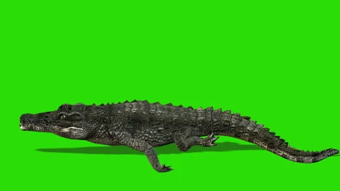 Green screen crocodile swimming Stock Footage 239040026