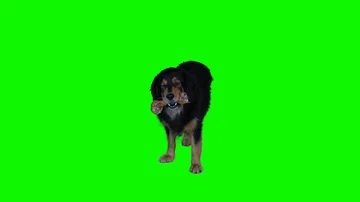 Green screen dog with bone drooling Stock Footage 85572229