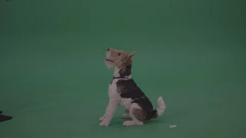 Green Screen Dog Wire Fox Terrier Standing On Back Feet Barking Serving the food Stock Footage 98678631