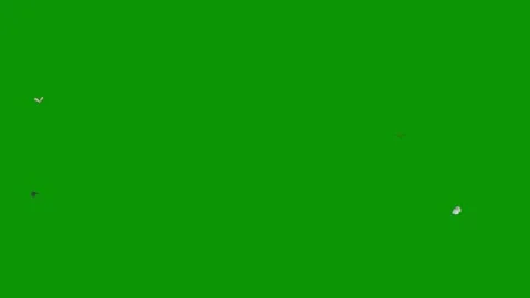 Green screen dots bunch flowers animated chromakey gesture movement Stock Footage 314068428