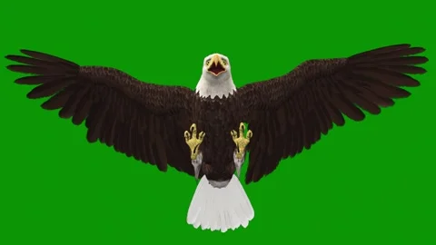 Green screen eagle flying in air its wings spread out mouth open bald front Stock Footage 314068324