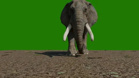 Green screen elephant Stock Footage 321814628