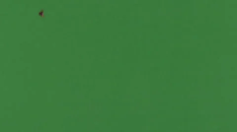 Green Screen Falling Rose Petals Motion Background Element 2k HD Stock Footage 60260645