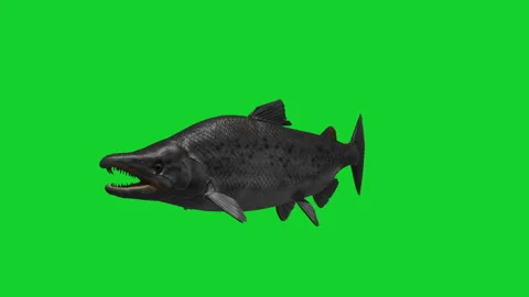 Green screen fish Stock Footage 291656224