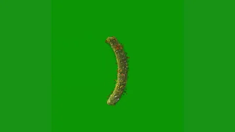 Green screen fish map new zealand letter c worm animated chromakey background Stock Footage 314064598