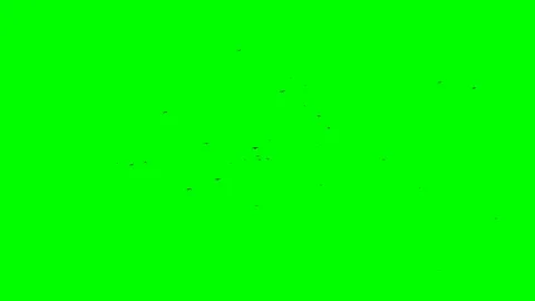 A green screen flies a flock of black crows envoys of the witch Stock Footage 107671528